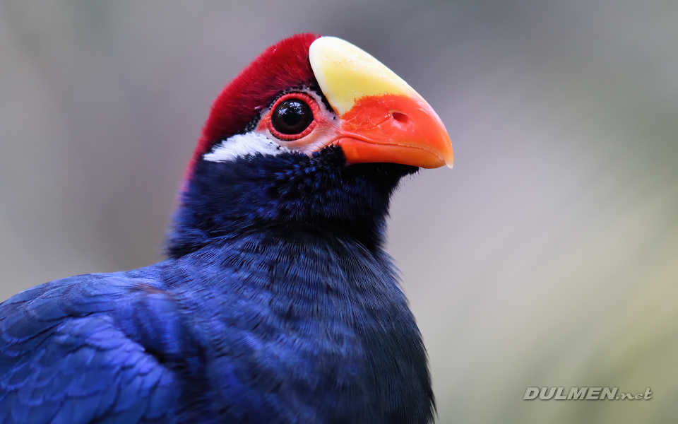 01 Violet turaco (Tauraco violaceus)
